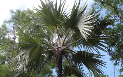 Projet Redpalm