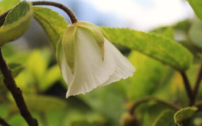 Pôle flore
